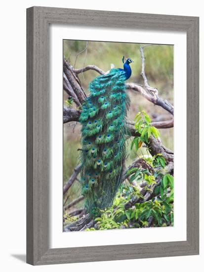 Peacock Perching on a Branch, Kanha National Park, Madhya Pradesh, India-null-Framed Photographic Print