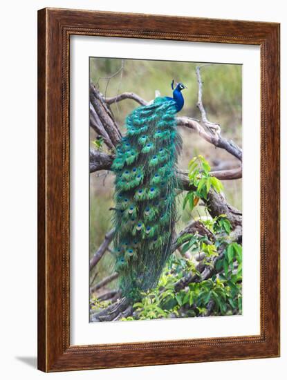 Peacock Perching on a Branch, Kanha National Park, Madhya Pradesh, India--Framed Photographic Print