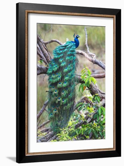 Peacock Perching on a Branch, Kanha National Park, Madhya Pradesh, India-null-Framed Photographic Print