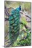 Peacock Perching on a Branch, Kanha National Park, Madhya Pradesh, India-null-Mounted Photographic Print