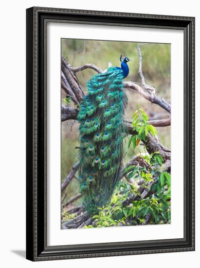 Peacock Perching on a Branch, Kanha National Park, Madhya Pradesh, India--Framed Photographic Print