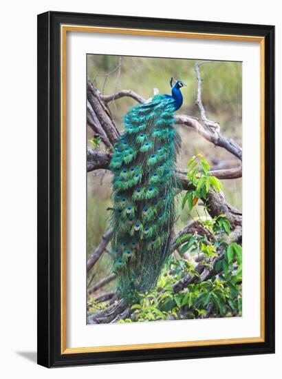 Peacock Perching on a Branch, Kanha National Park, Madhya Pradesh, India-null-Framed Photographic Print