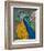 Peacock Plumage-null-Framed Premium Giclee Print