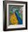 Peacock Plumage-null-Framed Premium Giclee Print