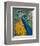 Peacock Plumage-null-Framed Premium Giclee Print