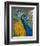 Peacock Plumage-null-Framed Premium Giclee Print