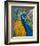 Peacock Plumage-null-Framed Art Print