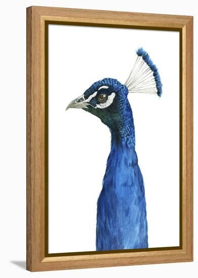 Peacock Portrait II-Grace Popp-Framed Stretched Canvas