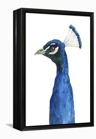 Peacock Portrait II-Grace Popp-Framed Stretched Canvas