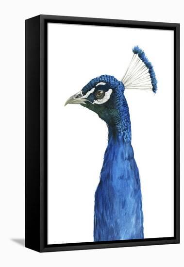 Peacock Portrait II-Grace Popp-Framed Stretched Canvas
