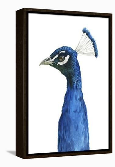 Peacock Portrait II-Grace Popp-Framed Stretched Canvas