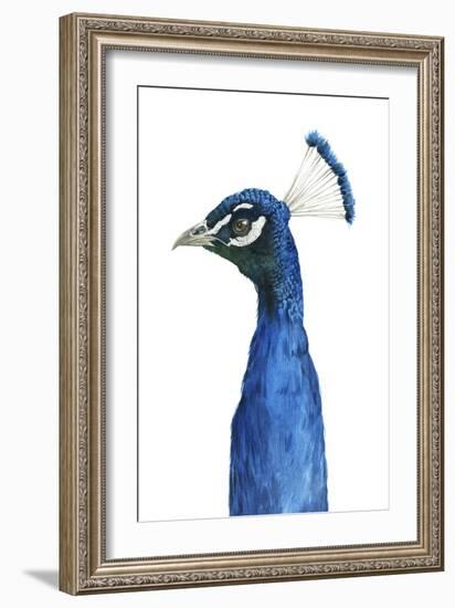 Peacock Portrait II-Grace Popp-Framed Art Print