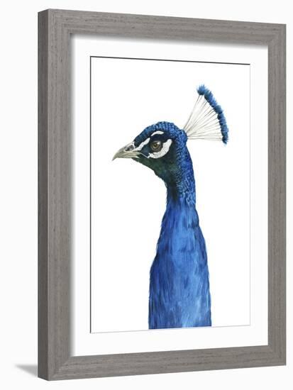 Peacock Portrait II-Grace Popp-Framed Art Print