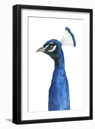Peacock Portrait II-Grace Popp-Framed Art Print