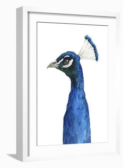 Peacock Portrait II-Grace Popp-Framed Art Print