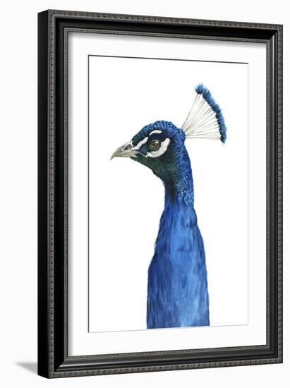 Peacock Portrait II-Grace Popp-Framed Art Print