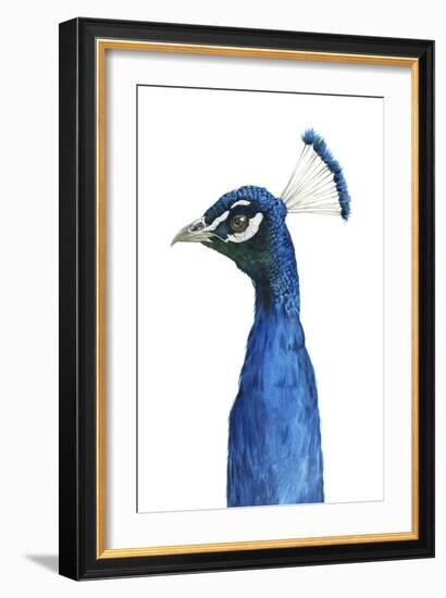 Peacock Portrait II-Grace Popp-Framed Art Print