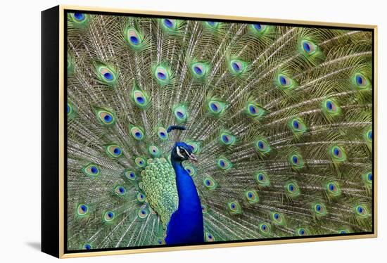 Peacock Proud-Galloimages Online-Framed Premier Image Canvas