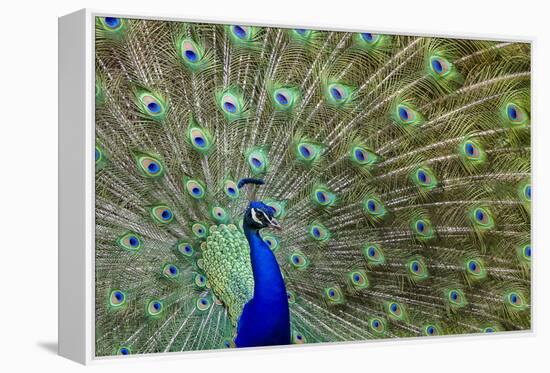 Peacock Proud-Galloimages Online-Framed Premier Image Canvas