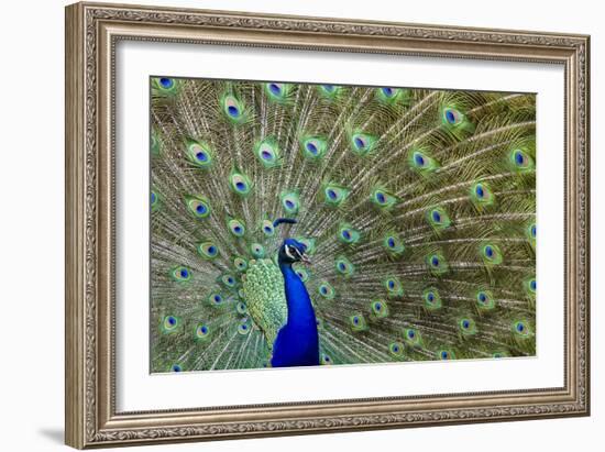 Peacock Proud-Galloimages Online-Framed Photographic Print