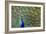 Peacock Proud-Galloimages Online-Framed Photographic Print