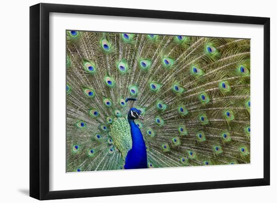 Peacock Proud-Galloimages Online-Framed Photographic Print