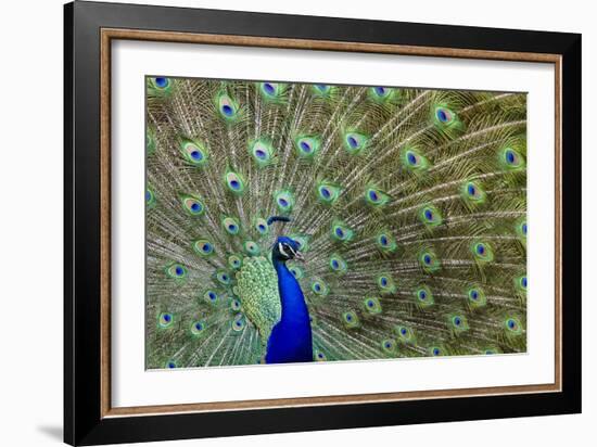 Peacock Proud-Galloimages Online-Framed Photographic Print