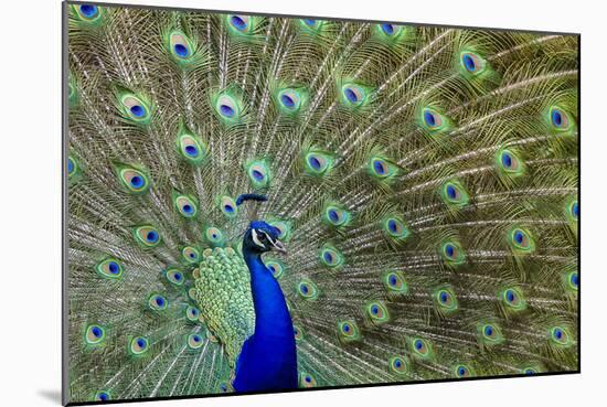 Peacock Proud-Galloimages Online-Mounted Photographic Print