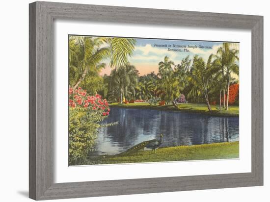 Peacock, Sarasota, Florida-null-Framed Art Print
