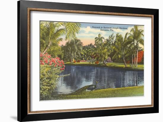 Peacock, Sarasota, Florida-null-Framed Art Print