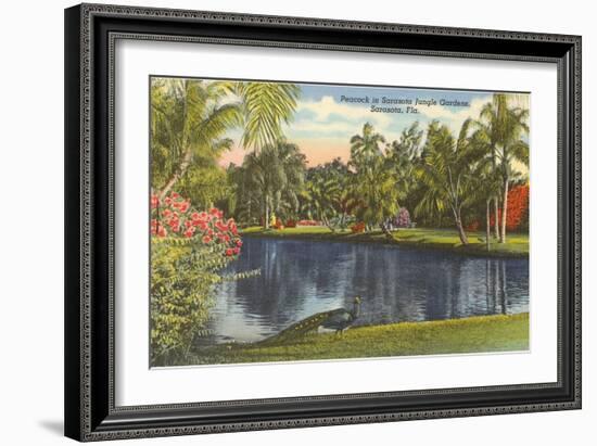 Peacock, Sarasota, Florida-null-Framed Art Print