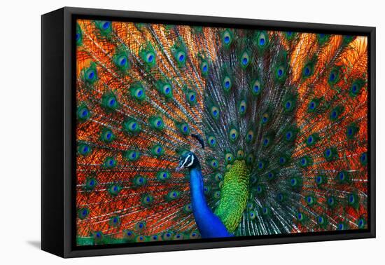 Peacock Showing Feathers on the Bright Red Background-Dudarev Mikhail-Framed Premier Image Canvas