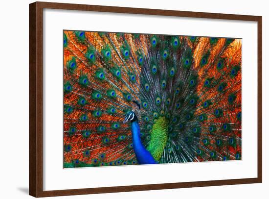 Peacock Showing Feathers on the Bright Red Background-Dudarev Mikhail-Framed Photographic Print