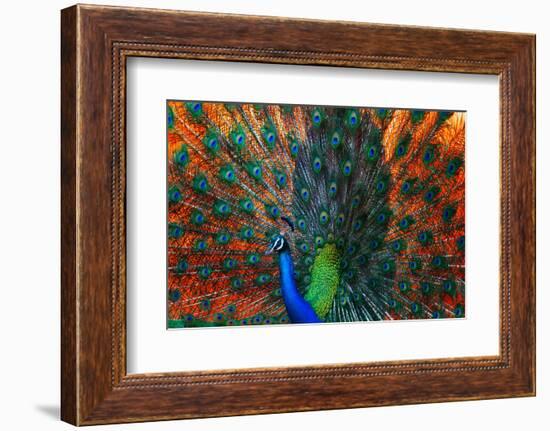 Peacock Showing Feathers on the Bright Red Background-Dudarev Mikhail-Framed Photographic Print