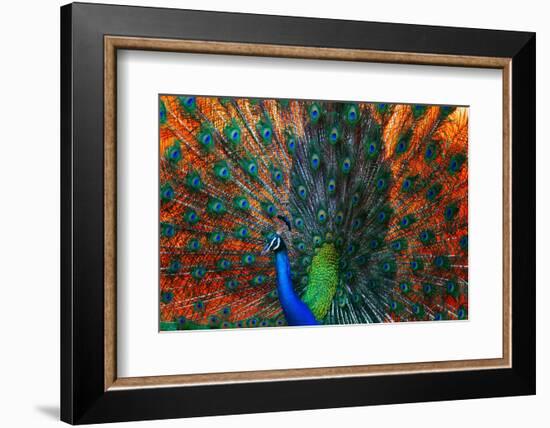 Peacock Showing Feathers on the Bright Red Background-Dudarev Mikhail-Framed Photographic Print