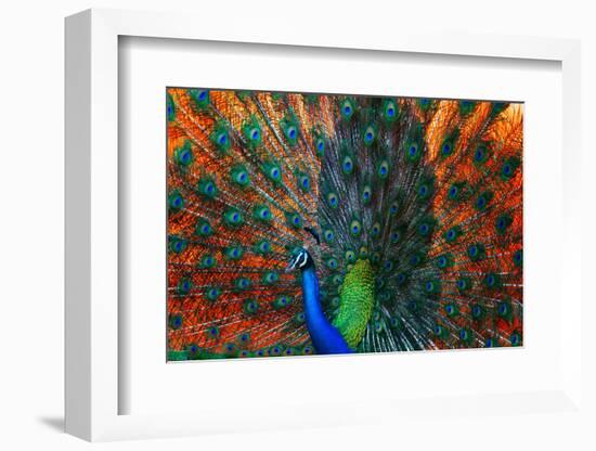 Peacock Showing Feathers on the Bright Red Background-Dudarev Mikhail-Framed Photographic Print