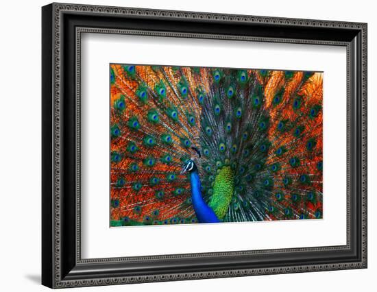 Peacock Showing Feathers on the Bright Red Background-Dudarev Mikhail-Framed Photographic Print