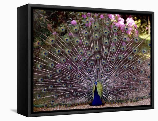 Peacock Showing off His Feathers at the Claremont Landscape Garden, Surrey, July 1986-null-Framed Premier Image Canvas