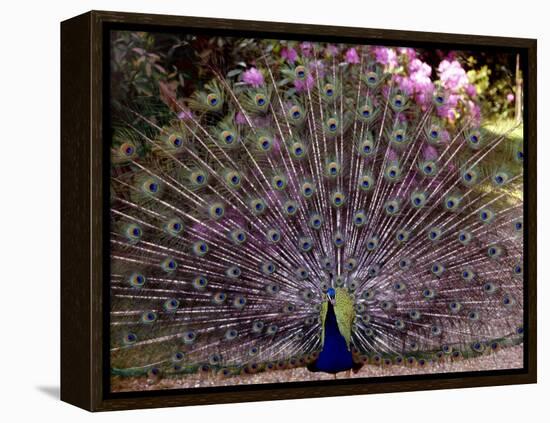 Peacock Showing off His Feathers at the Claremont Landscape Garden, Surrey, July 1986-null-Framed Premier Image Canvas