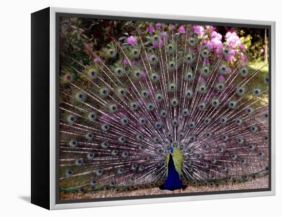 Peacock Showing off His Feathers at the Claremont Landscape Garden, Surrey, July 1986-null-Framed Premier Image Canvas