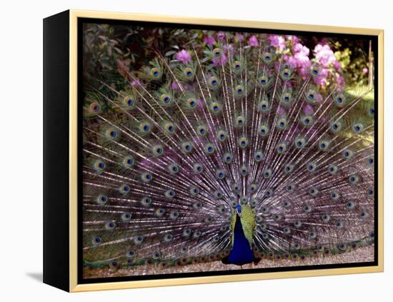 Peacock Showing off His Feathers at the Claremont Landscape Garden, Surrey, July 1986-null-Framed Premier Image Canvas