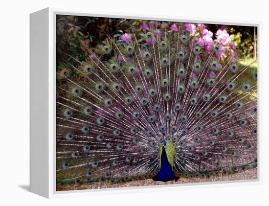 Peacock Showing off His Feathers at the Claremont Landscape Garden, Surrey, July 1986-null-Framed Premier Image Canvas