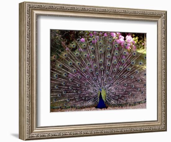 Peacock Showing off His Feathers at the Claremont Landscape Garden, Surrey, July 1986-null-Framed Photographic Print