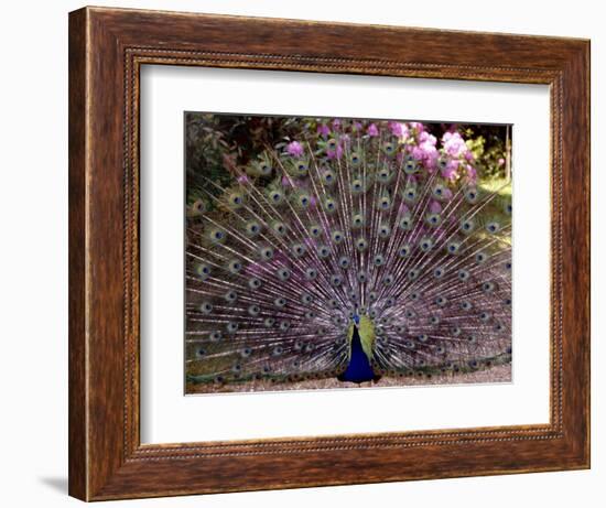 Peacock Showing off His Feathers at the Claremont Landscape Garden, Surrey, July 1986-null-Framed Photographic Print