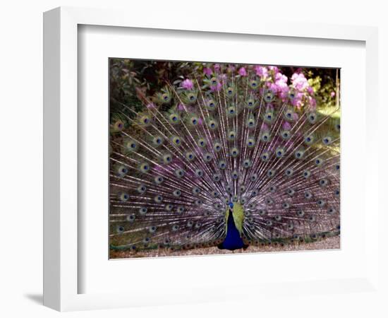 Peacock Showing off His Feathers at the Claremont Landscape Garden, Surrey, July 1986--Framed Photographic Print