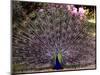 Peacock Showing off His Feathers at the Claremont Landscape Garden, Surrey, July 1986-null-Mounted Photographic Print