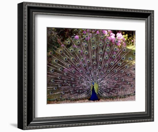 Peacock Showing off His Feathers at the Claremont Landscape Garden, Surrey, July 1986-null-Framed Photographic Print