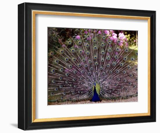 Peacock Showing off His Feathers at the Claremont Landscape Garden, Surrey, July 1986--Framed Photographic Print