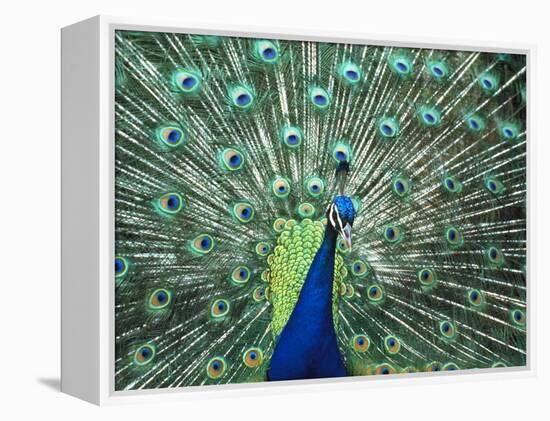 Peacock Spreading Colorful Feathers-Bill Bachmann-Framed Premier Image Canvas