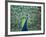 Peacock Spreading Colorful Feathers-Bill Bachmann-Framed Photographic Print